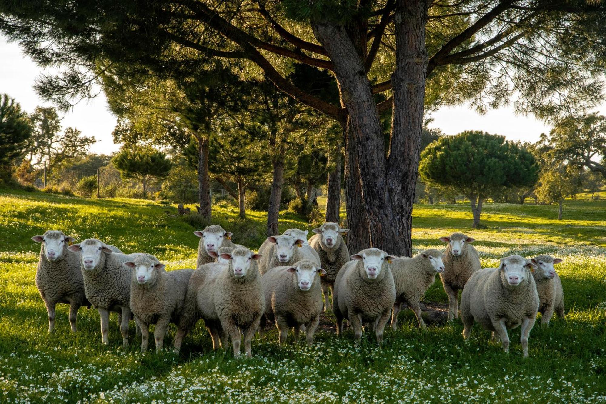 Herdade Das Barradas Da Serra Grândola المظهر الخارجي الصورة
