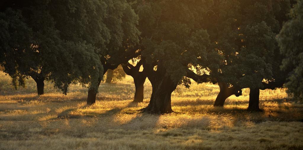 Herdade Das Barradas Da Serra Grândola المظهر الخارجي الصورة